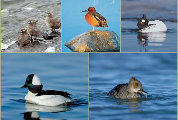 Cinq petits canards que vous pouvez voir en hiver