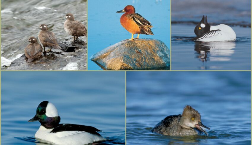 Cinq petits canards que vous pouvez voir en hiver