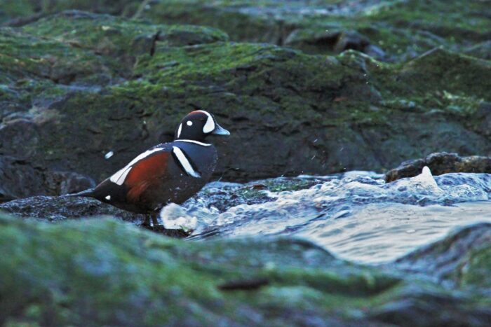 Arlequin mâle sur un rivage rocheux de l'île de Vancouver