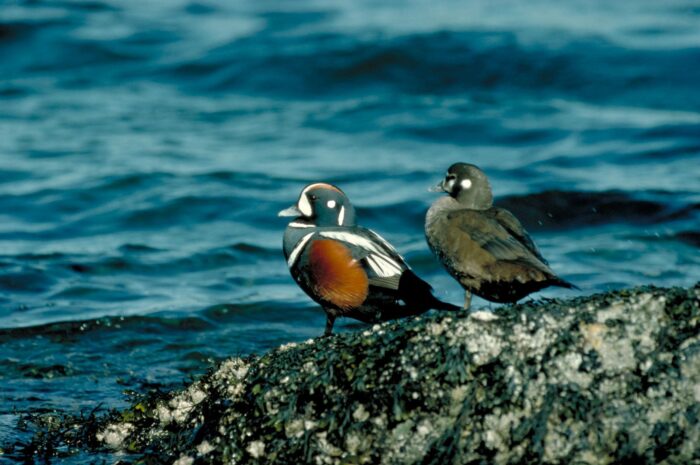 Couple d'arlequins plongeurs sur un rivage rocheux