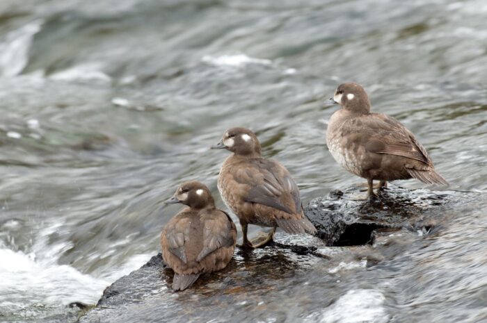 Arlequin plongeur femelle près d'un ruisseau impétueux 