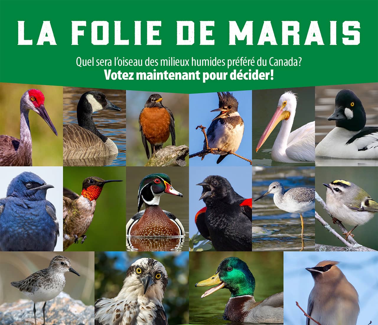 La folie des marais