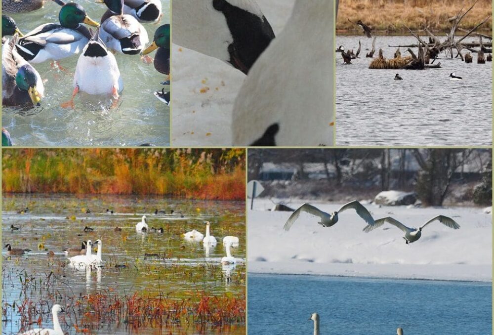 Photographies d'oiseaux aquatiques prises par McLachlin en Ontario