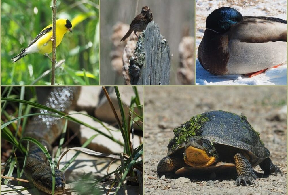 Photographies d'animaux sauvages prises par McLachlin en Ontario