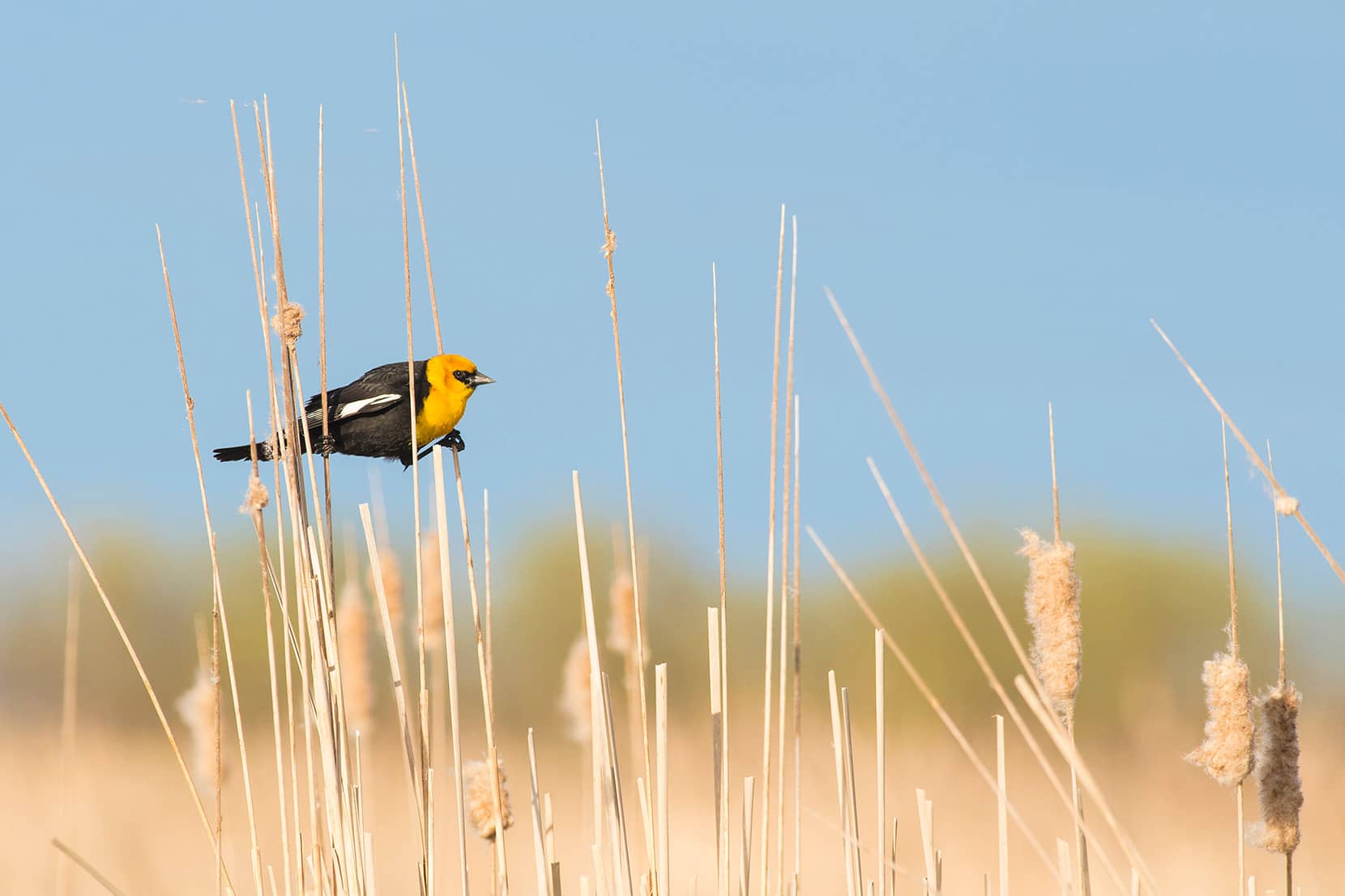 Yellow-headed blackbird perched on 