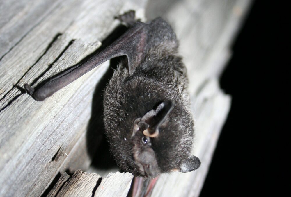 La chauve-souris argentée est l’une des chauves-souris les plus courantes, les plus répandues et les plus facilement reconnaissables en Alberta. 
