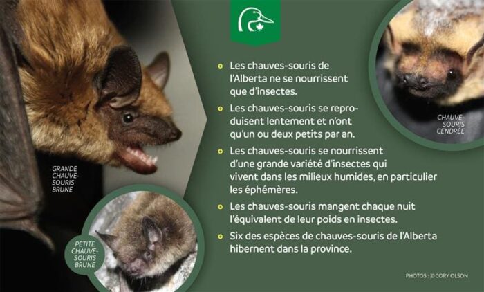 Faits fascinants sur les chauves-souris de l’Alberta. 