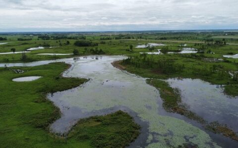 La baie d’Atocas : Un cadeau de la nature pour les oiseaux et plus encore