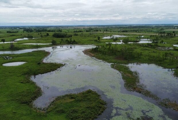 La baie d’Atocas : Un cadeau de la nature pour les oiseaux et plus encore