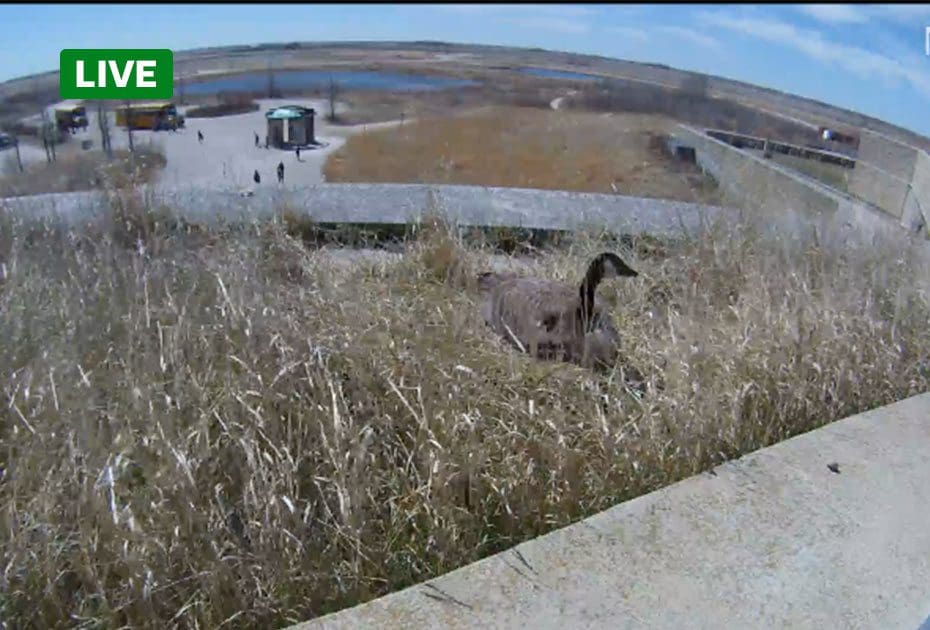 Screenshot of live Goose nest cam at oakhammock marsh