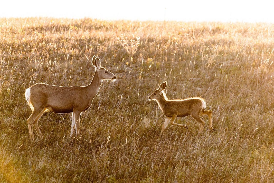 Doe and fawn in prairie grass.