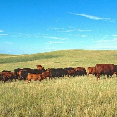 Prairies