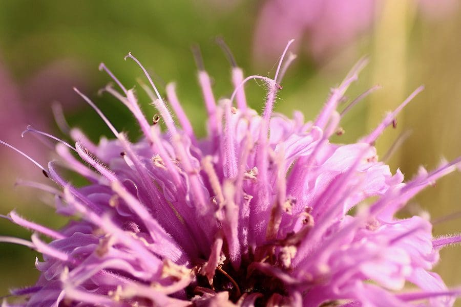 Wild prairie bergamot