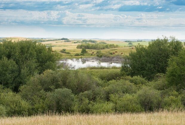 La mission d’une famille d’éleveurs pour protéger et conserver les prairies