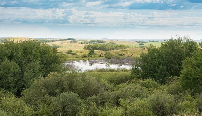 La mission d’une famille d’éleveurs pour protéger et conserver les prairies