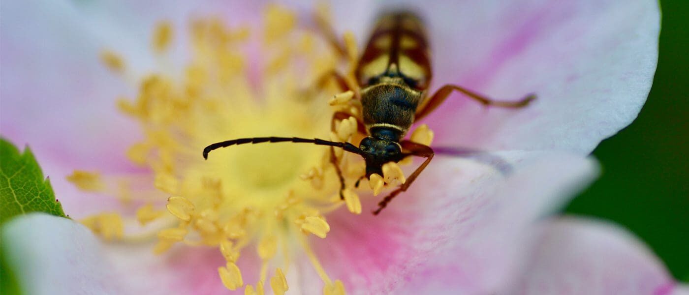 Abeille pollinisatrice sur Prairie rose.