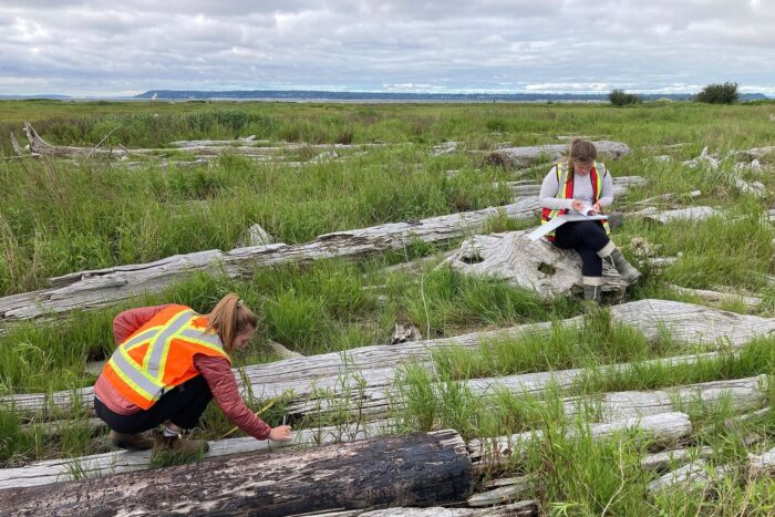 L'équipe de terrain de CIC effectue un inventaire des accumulations de rondins avant leur enlèvement de l'habitat du marais à marée dans la baie de Boundary.  