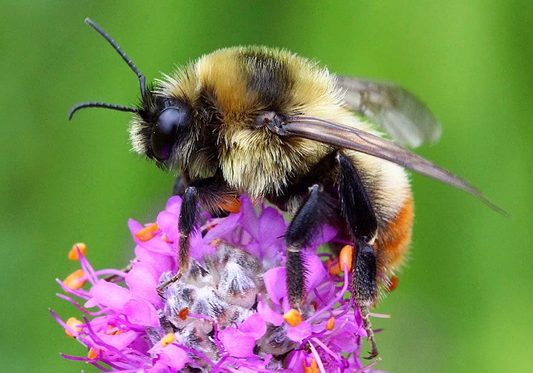 bumblebee pollinating a flower