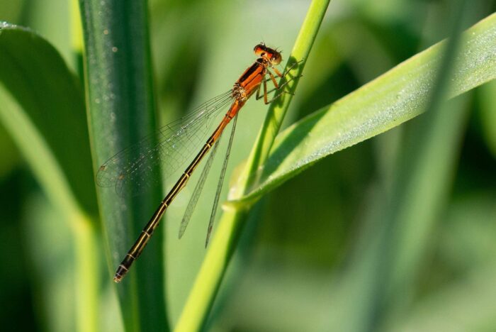 L’agrion vertical fait partie des plus petites demoiselles. La femelle est orange au début du stade d’adulte volant, mais devient bleu ardoise au cours de la maturation.