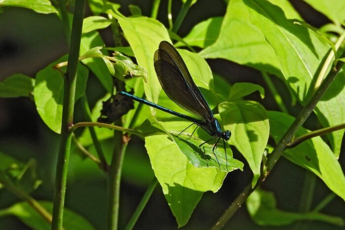 Le corps vert métallique du caloptéryx bistré brille au soleil lorsqu’elle vole autour de la végétation bordant l’eau et ses grandes ailes d’ébène attirent rapidement l’attention. Sa vie est de courte durée, n’excédant généralement pas deux semaines en tant qu’adulte volant.