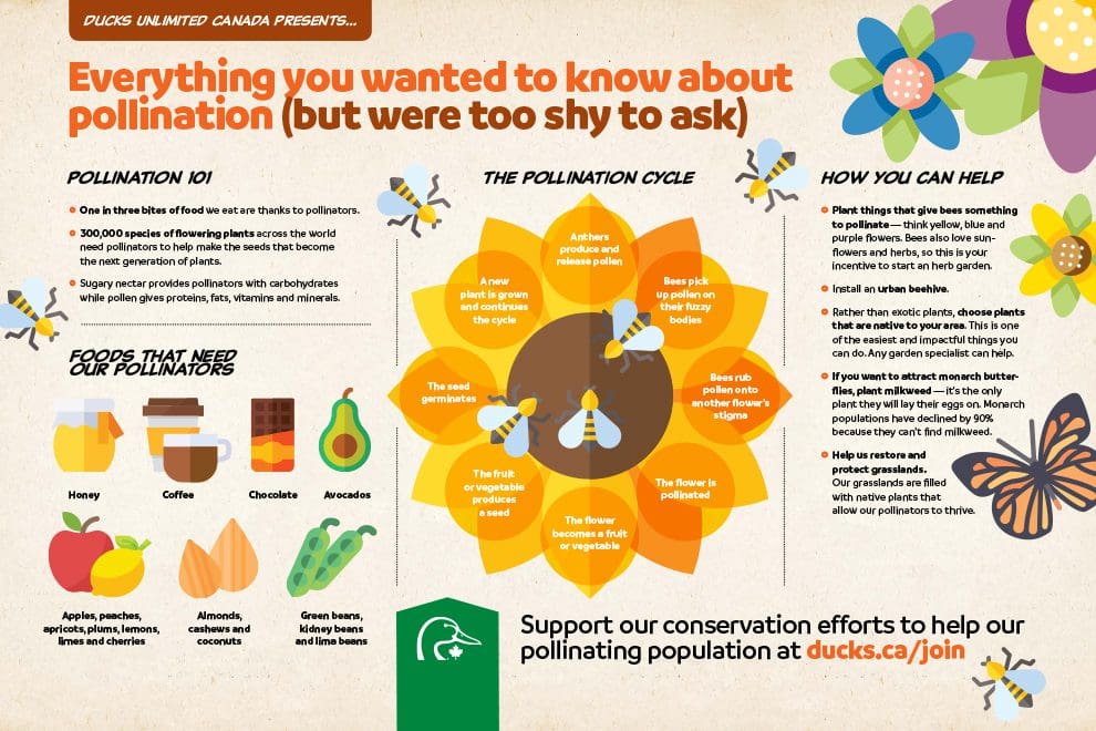 Learn about pollination