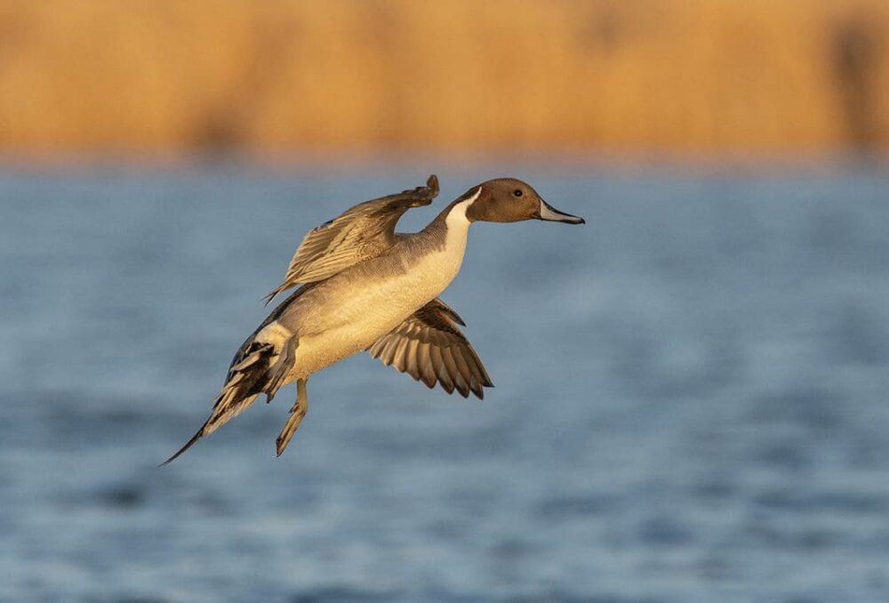 Faune et flore du pays - Le Canard colvert