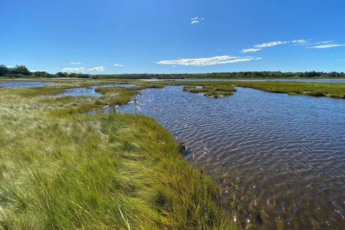 L’élévation du niveau de la mer a un impact sur la végétation des marais salés et le défi est de pouvoir les protéger in situ tout en leur donnant l’espace pour migrer vers l’intérieur des terres dans certains des endroits les plus recherchés du littoral canadien.