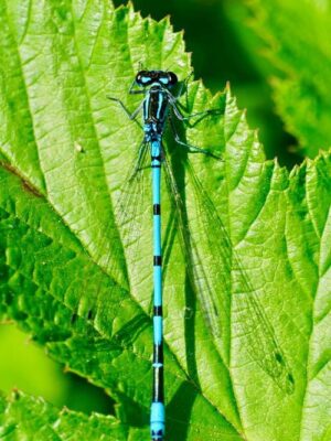 Give a damselfly for conservation