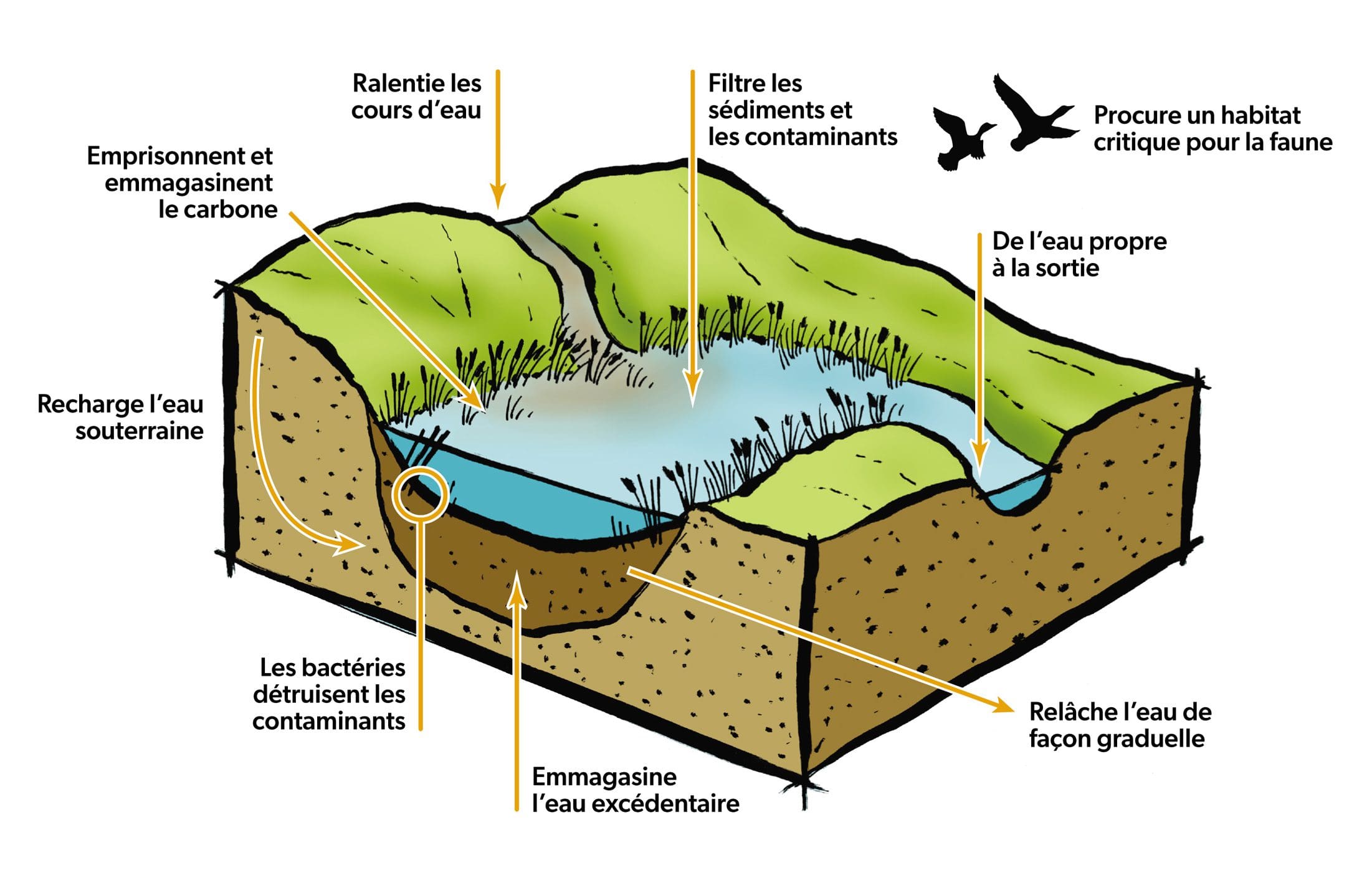 Infrastructure naturelle