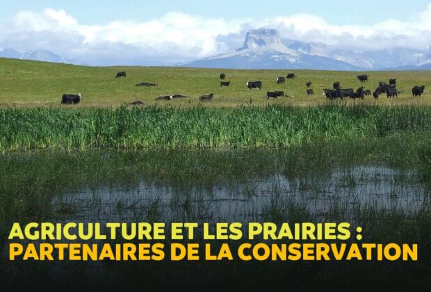 Parlons des prairies tempérées du Canada