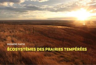 Module 1: Introduction à l’écosystème des prairies tempérées