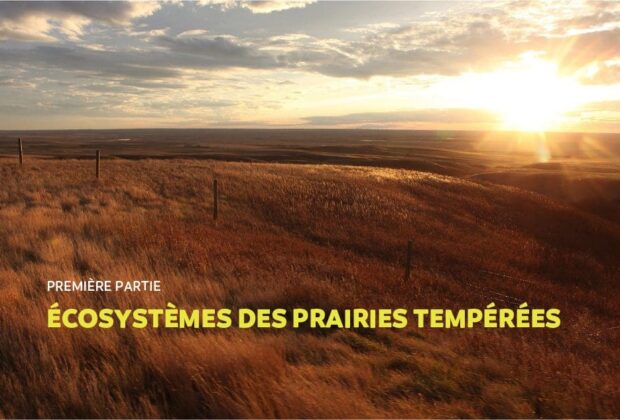 Module 1: Introduction à l’écosystème des prairies tempérées