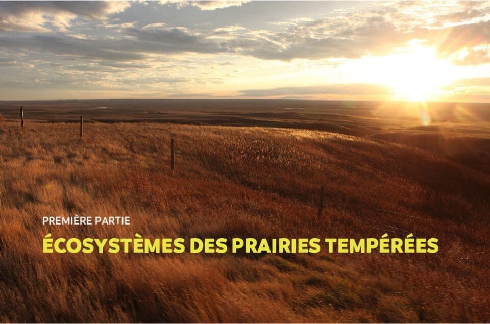 Ecosystemes des prairies temperees