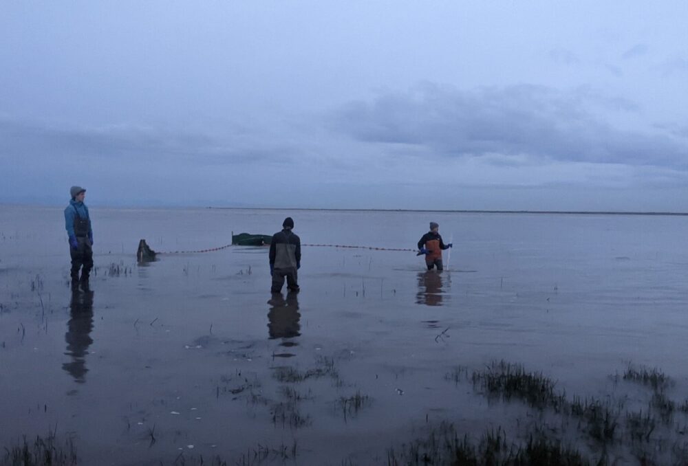 La Raincoast Conservation Foundation est associée à CIC depuis 2018 pour des restaurations réussies dans l'estuaire du fleuve Fraser.