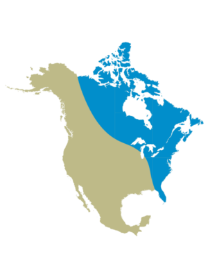 Voie migratoire de l’Atlantique