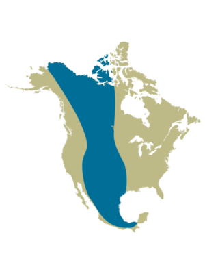 Voie migratoire du Centre