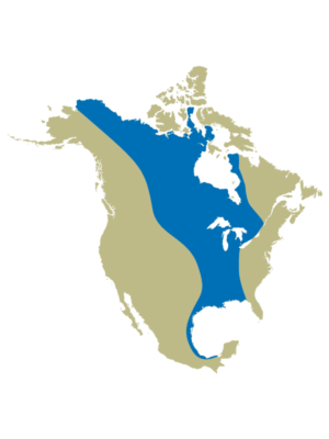 Voie migratoire du Mississippi