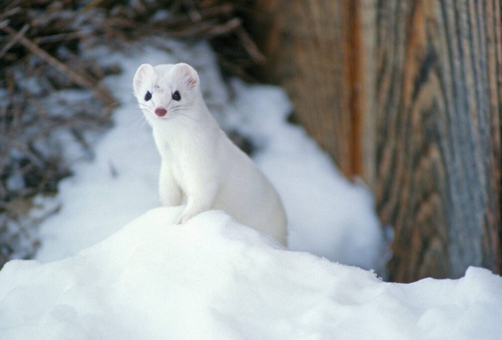 Une belette sauvage à poil blanc se dresse sur un tas de neige surveillant l'hiver au Canada