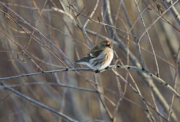 La faune en hiver