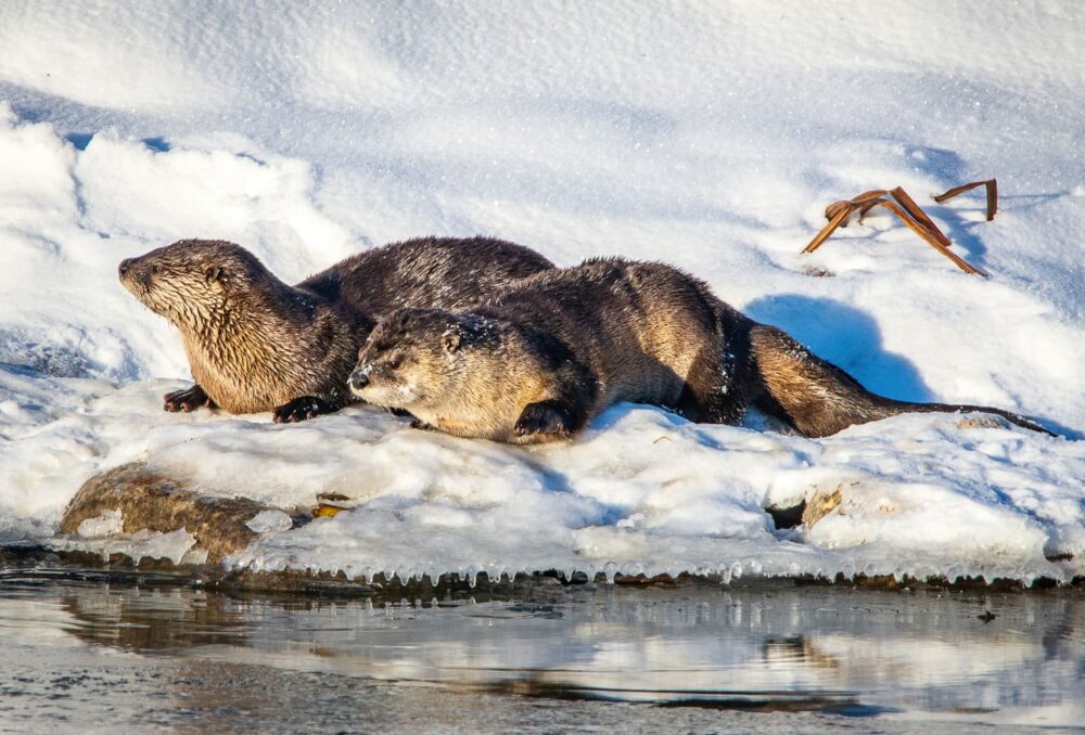 Deux loutres de rivière au bord des eaux libres en hiver.