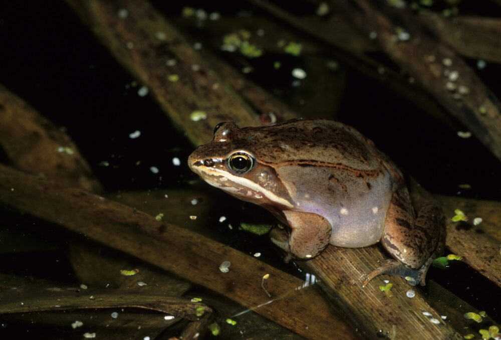 Grenouilles des bois