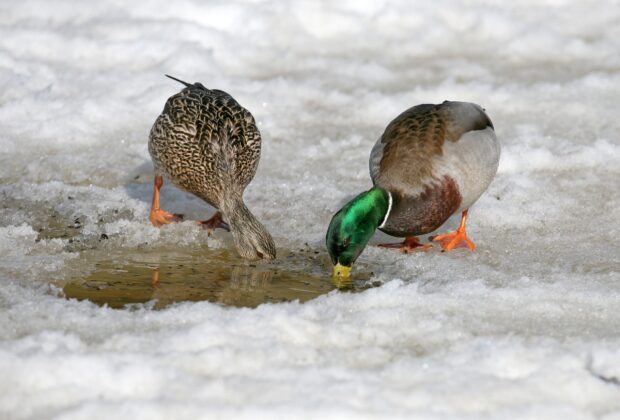Pourquoi certains canards hivernent-ils dans le nord?