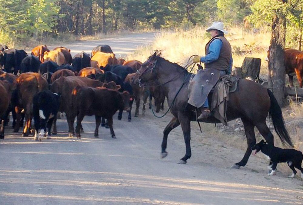 La famille Haywood-Farmer a observé des changements hydrologiques sur le ranch – de l’eau à des endroits différents, coulant à des moments différents, et des débordements printaniers plus hâtifs – vraisemblablement causés par les incendies. 