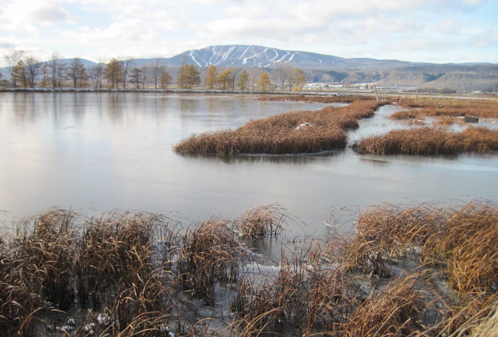 Secteur restauré Des Graves au Cap-Tourmente avec le mont Sainte-Anne en arrière-plan.