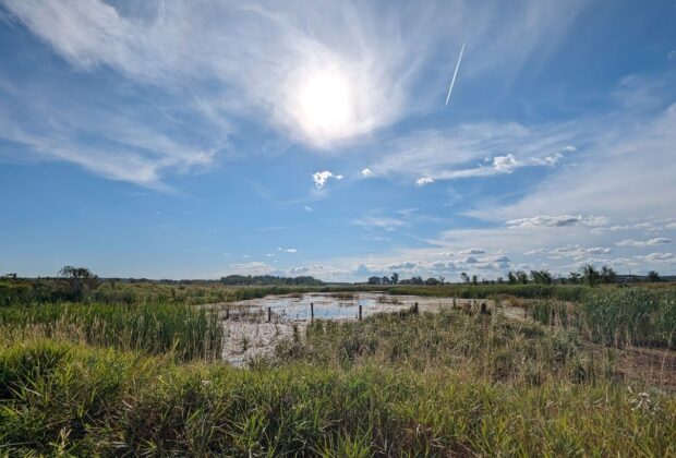 La révision de la LPTAA : un mémoire de Canards Illimités Canada