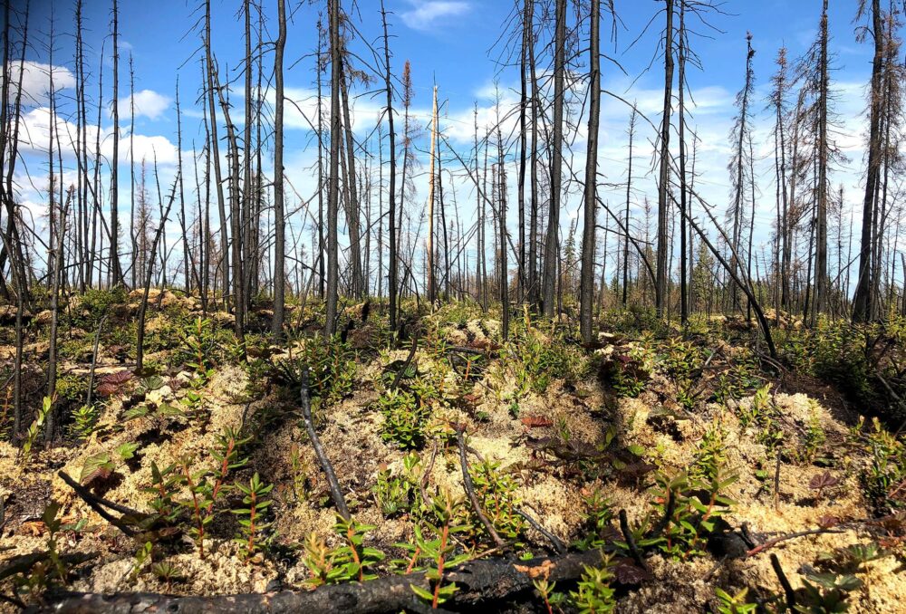 Trois mois après l’incendie, la végétation reprend ses droits dans la forêt boréale. 