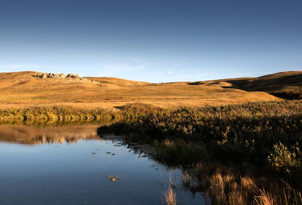 Les vastes étendues de prairies naturelles du ranch McIntyre et les milieux humides qu’elles contiennent fournissent un habitat essentiel  à de nombreuses espèces, comme le canard pilet. 