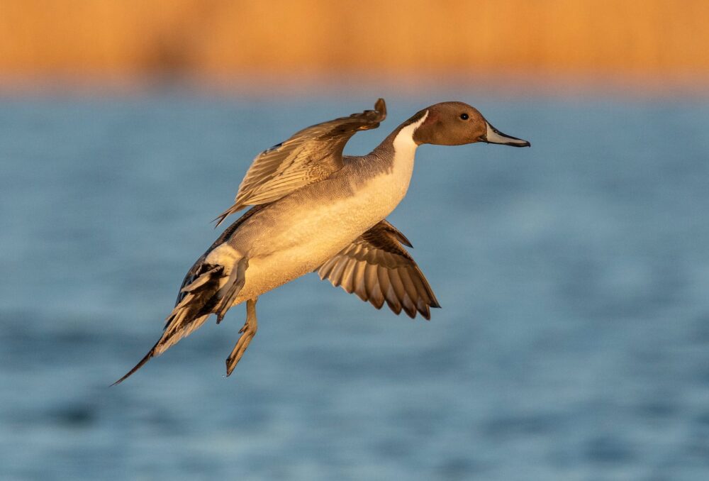 Canard pilet en vol