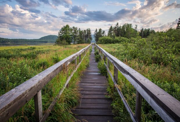 Découvrez les milieux humides de Terre-Neuve-et-Labrador