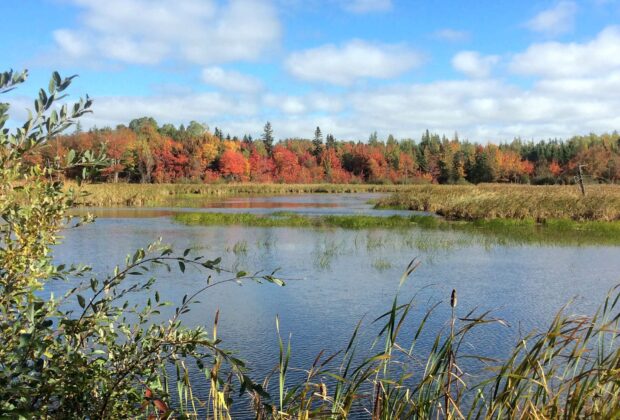 Découvrez les milieux humides de l’Île-du-Prince-Édouard